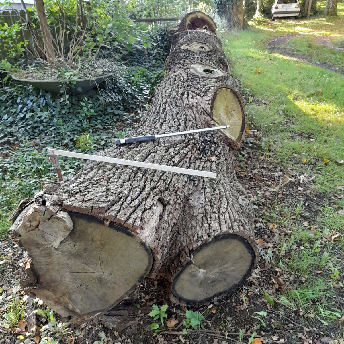 Schwarmstedter Garteneiche
