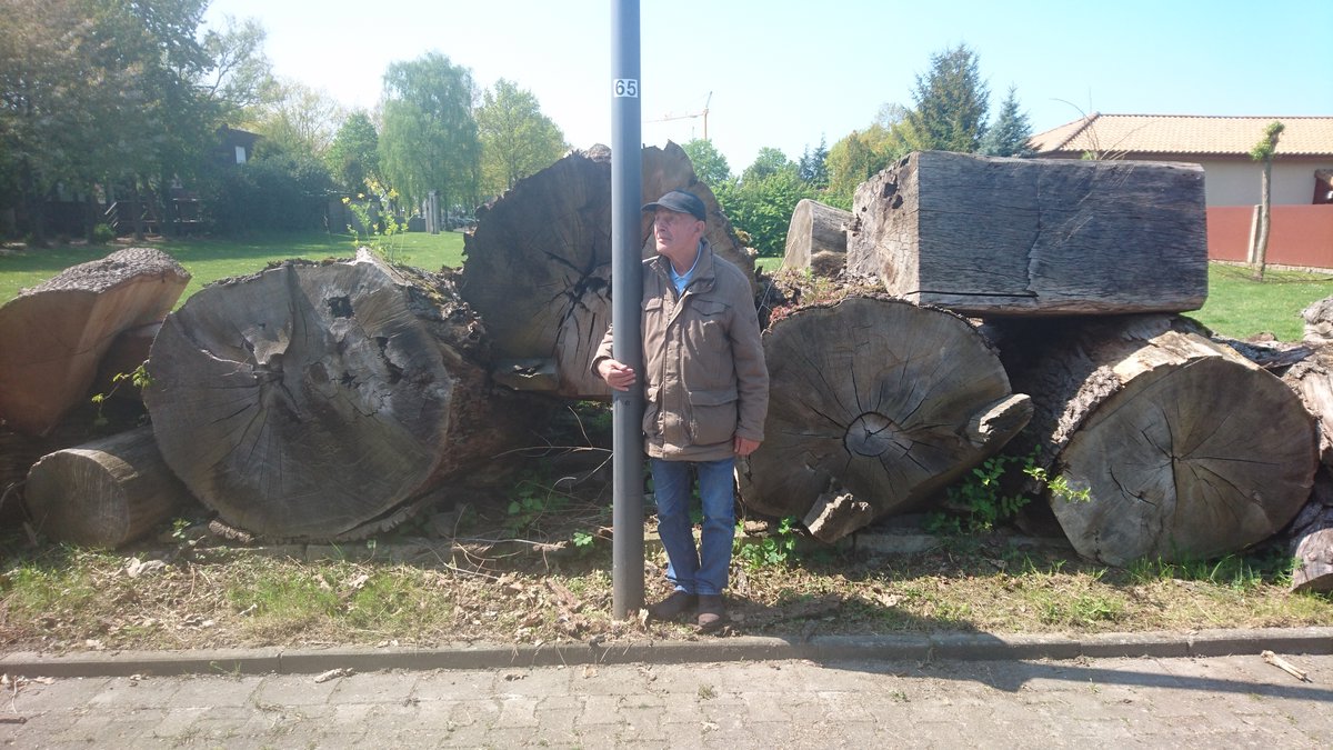 Fürstenallee-Eiche aus Schlangen