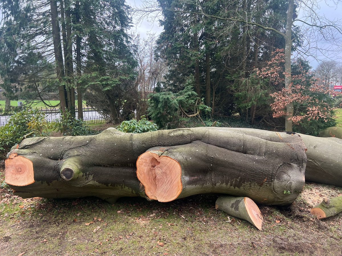Buchenriese aus Drenthe