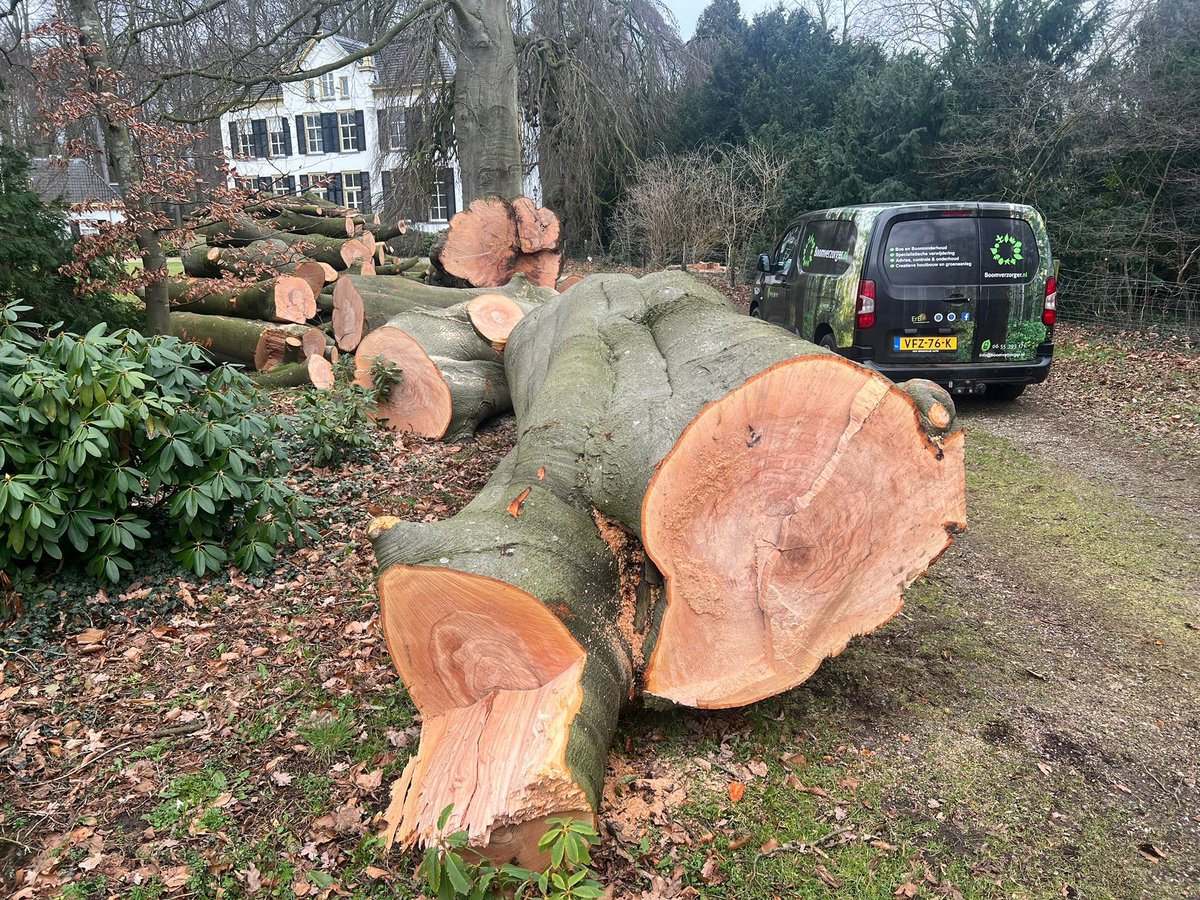 Buchenriese aus Drenthe