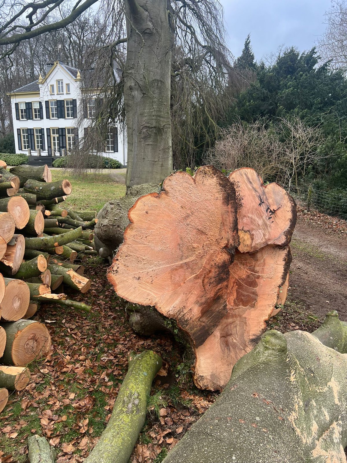 Buchenriese aus Drenthe