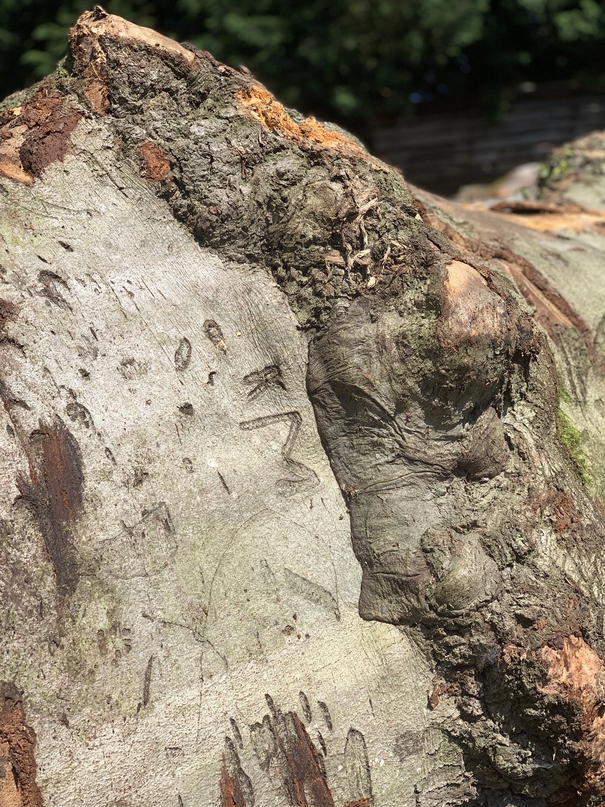 Buchenriese aus Drenthe