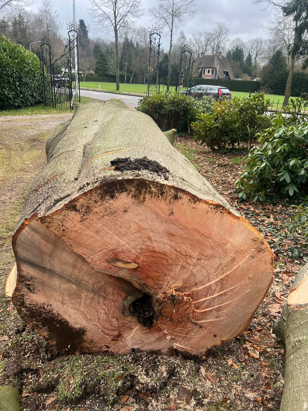 Buchenriese aus Drenthe