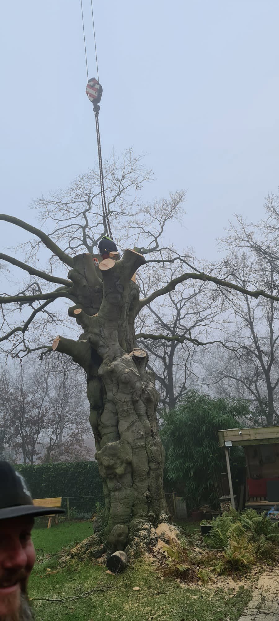 Knorrige Gartenbuche aus Nijmegen