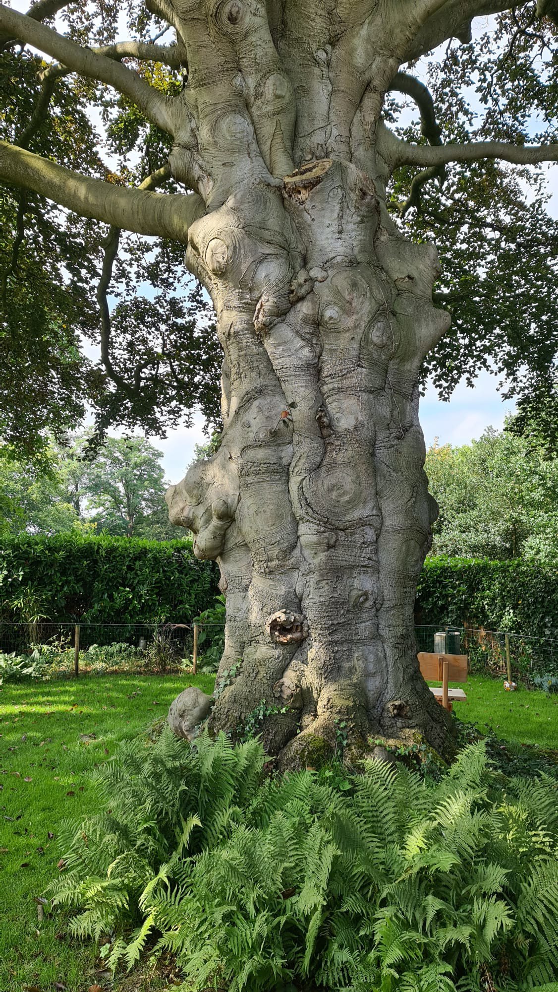 Knorrige Gartenbuche aus Nijmegen