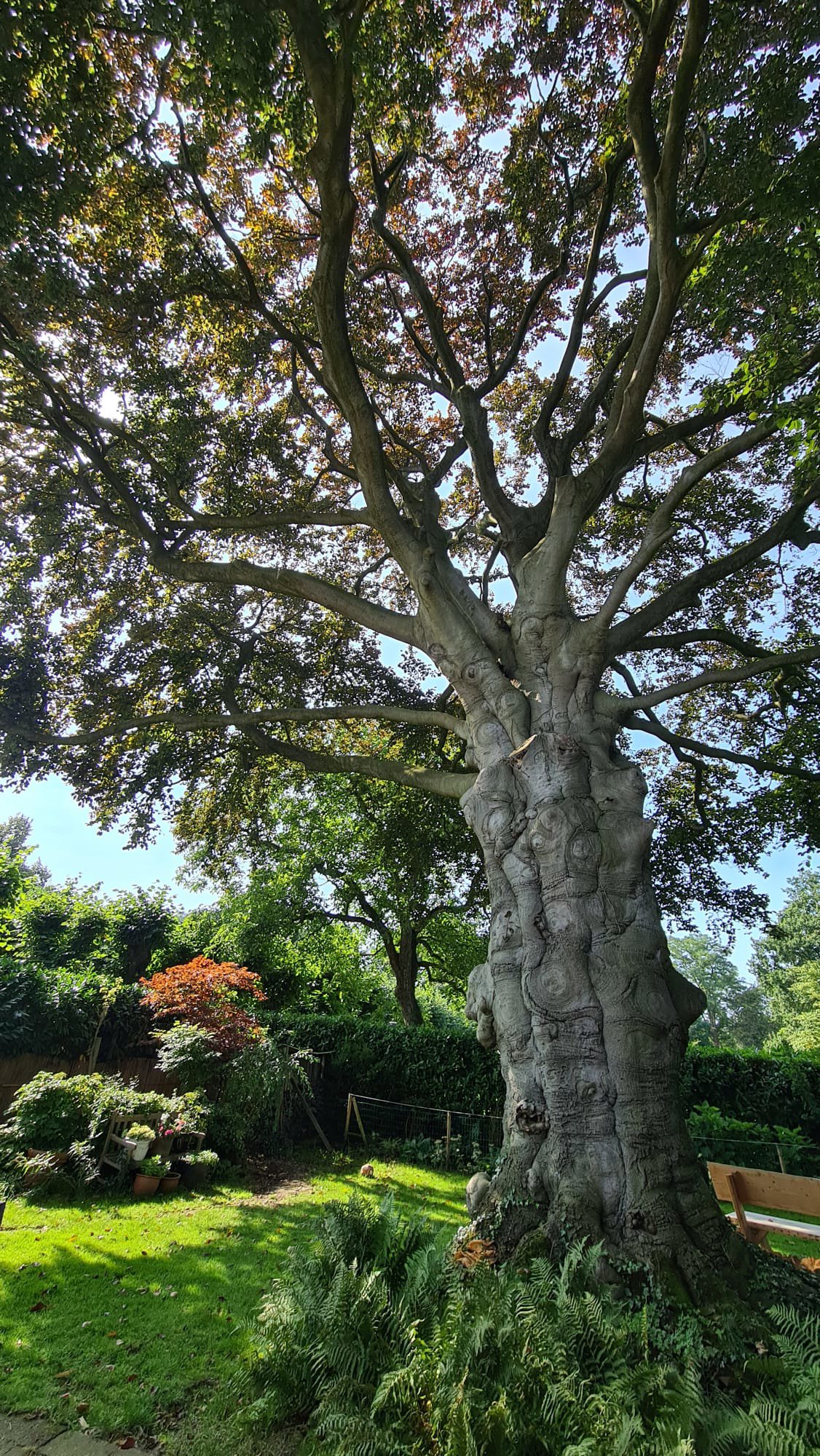 Knorrige Gartenbuche aus Nijmegen