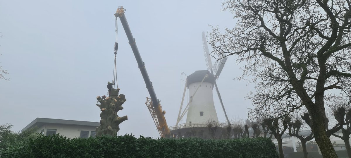 Knorrige Gartenbuche aus Nijmegen