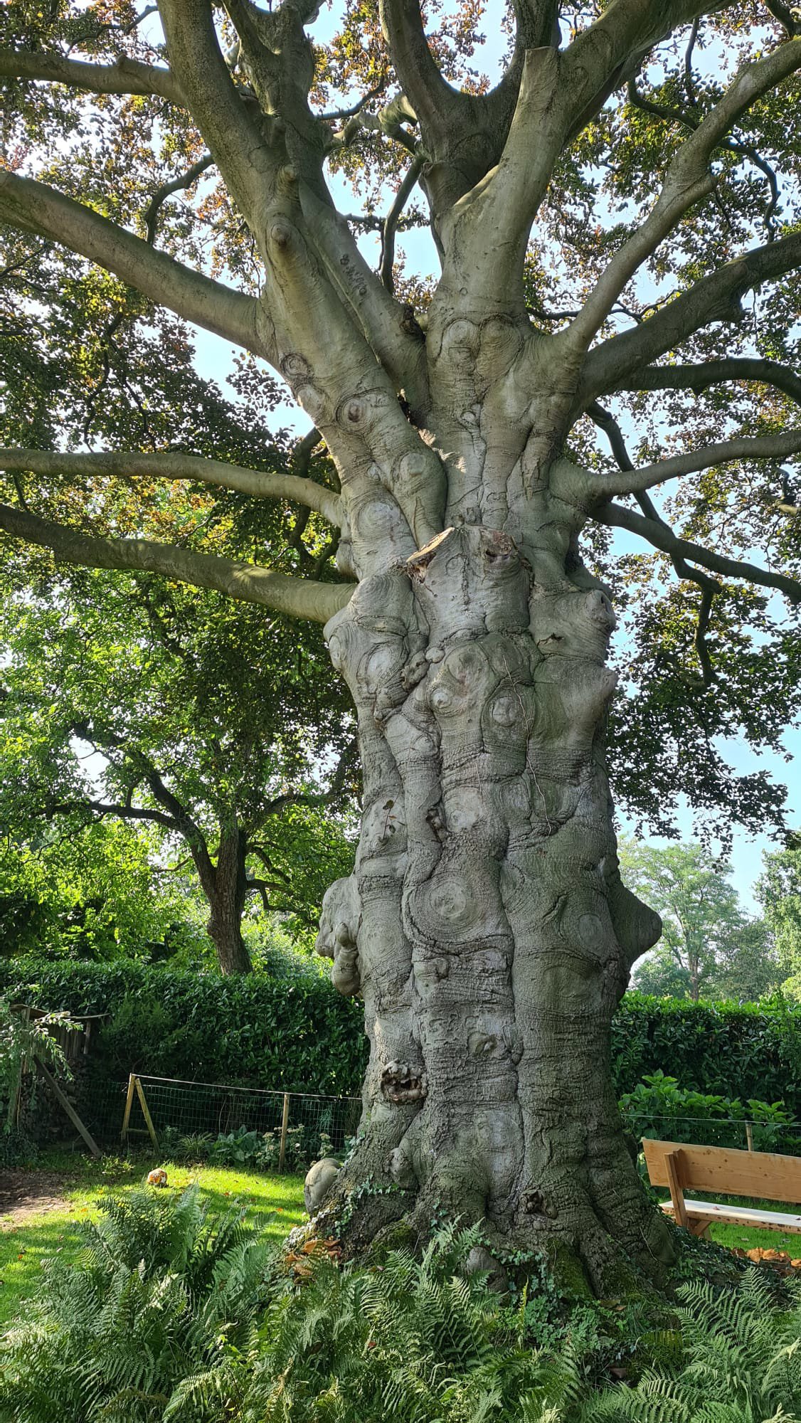Knorrige Gartenbuche aus Nijmegen