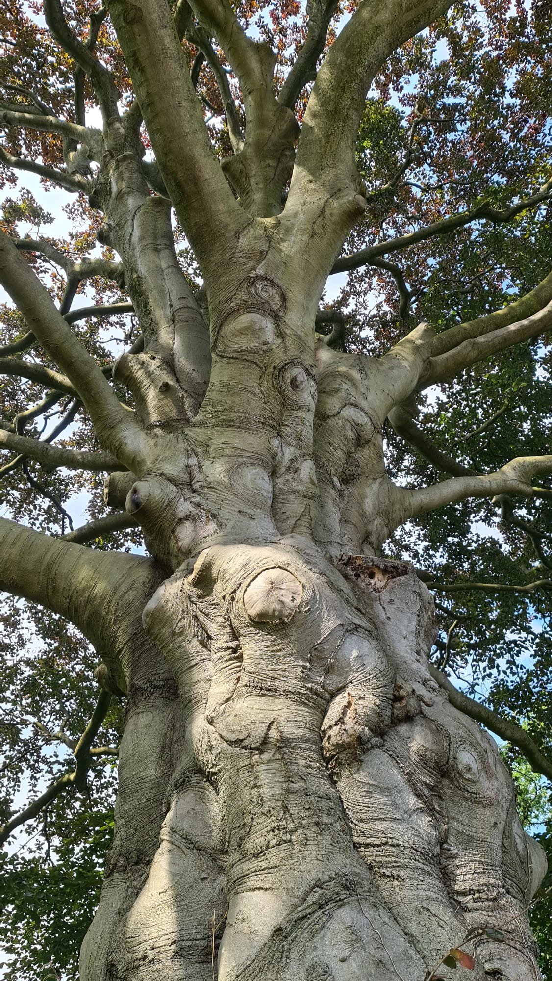 Knorrige Gartenbuche aus Nijmegen
