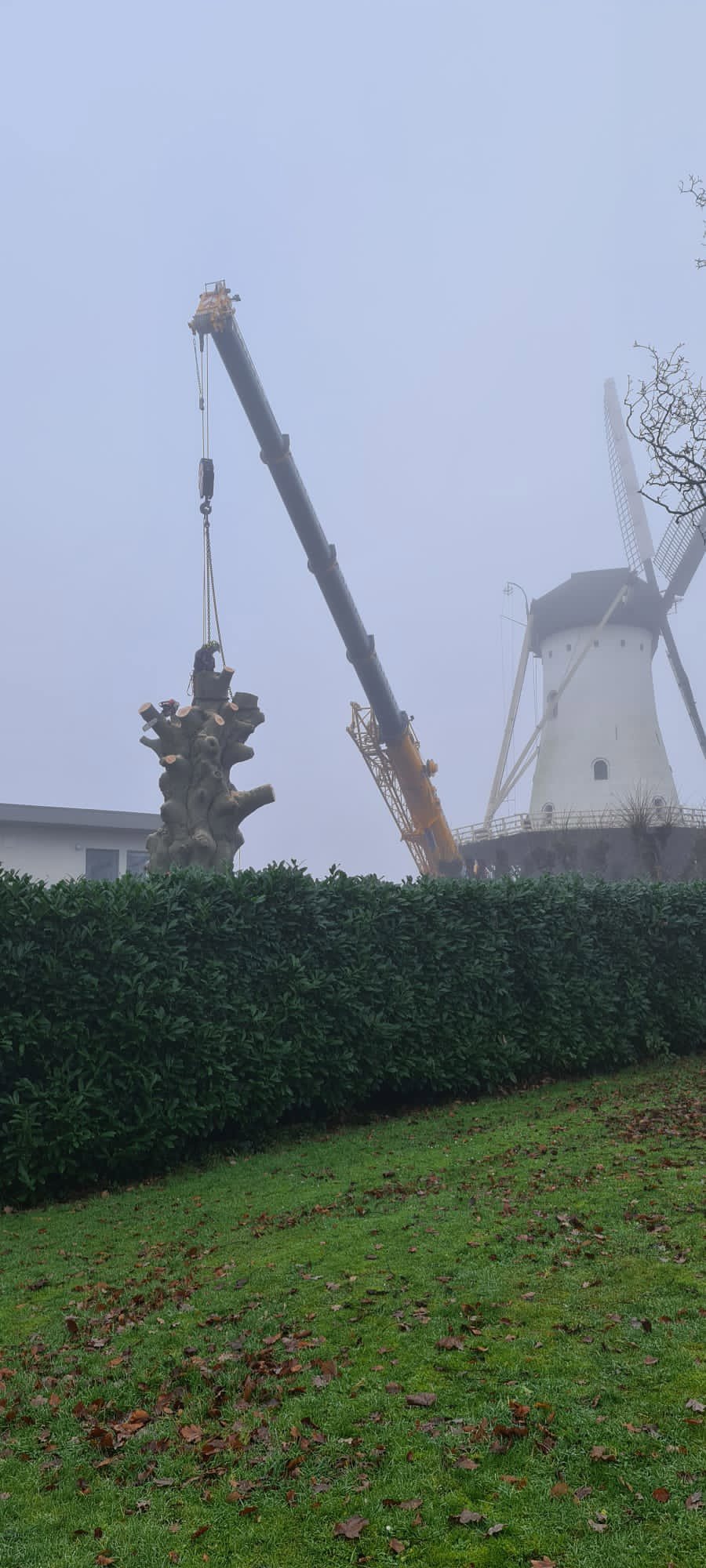 Knorrige Gartenbuche aus Nijmegen