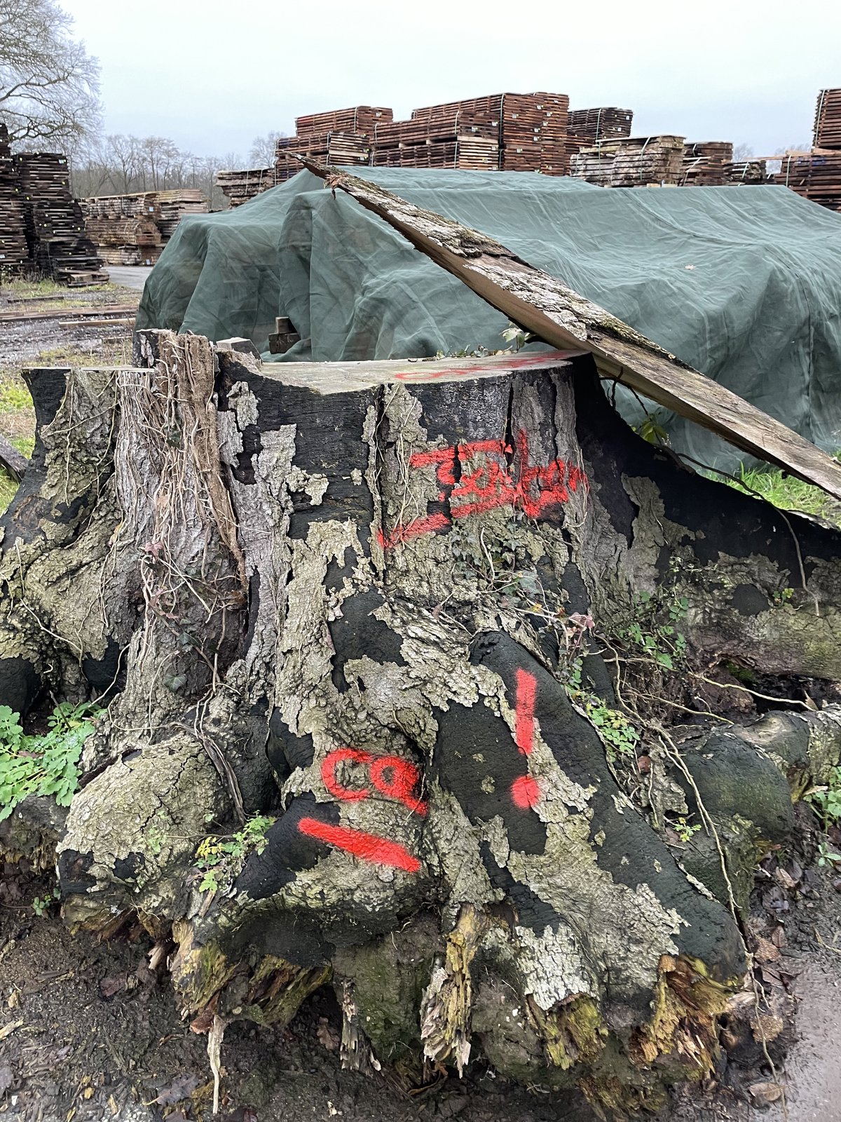 Trauerbuche vom Rittergut Eisbergen