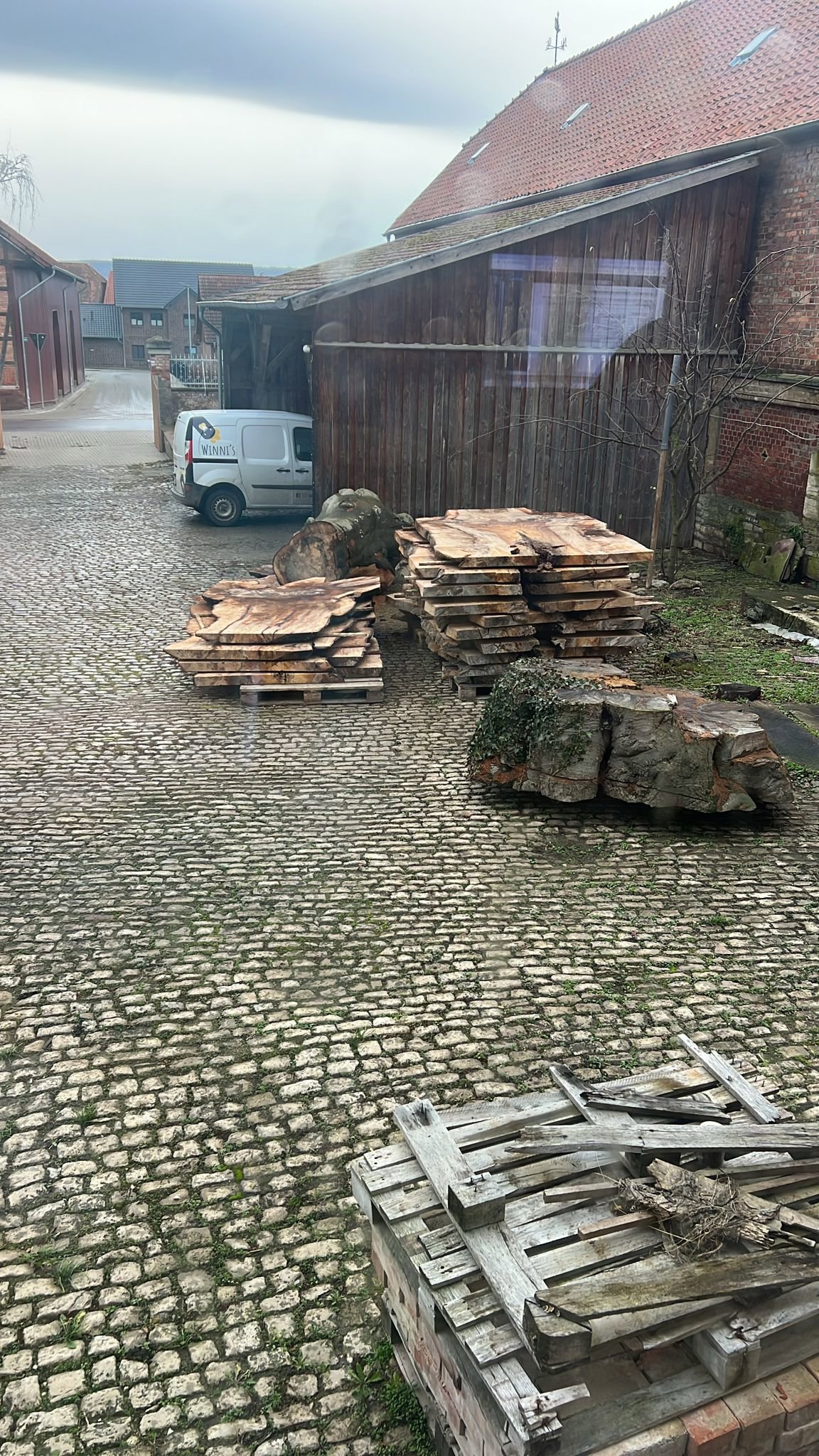Rotbuche von Winnigstedt