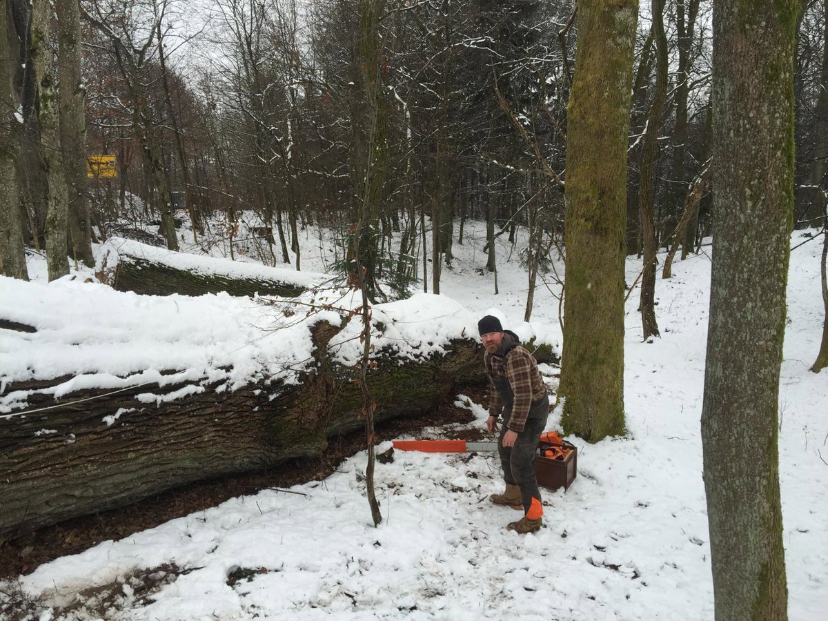 Egger Schlosseiche